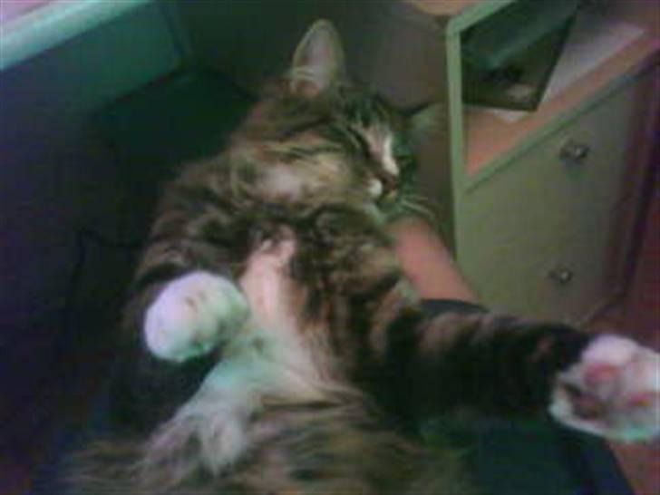 Blanding af racer buster billede 20