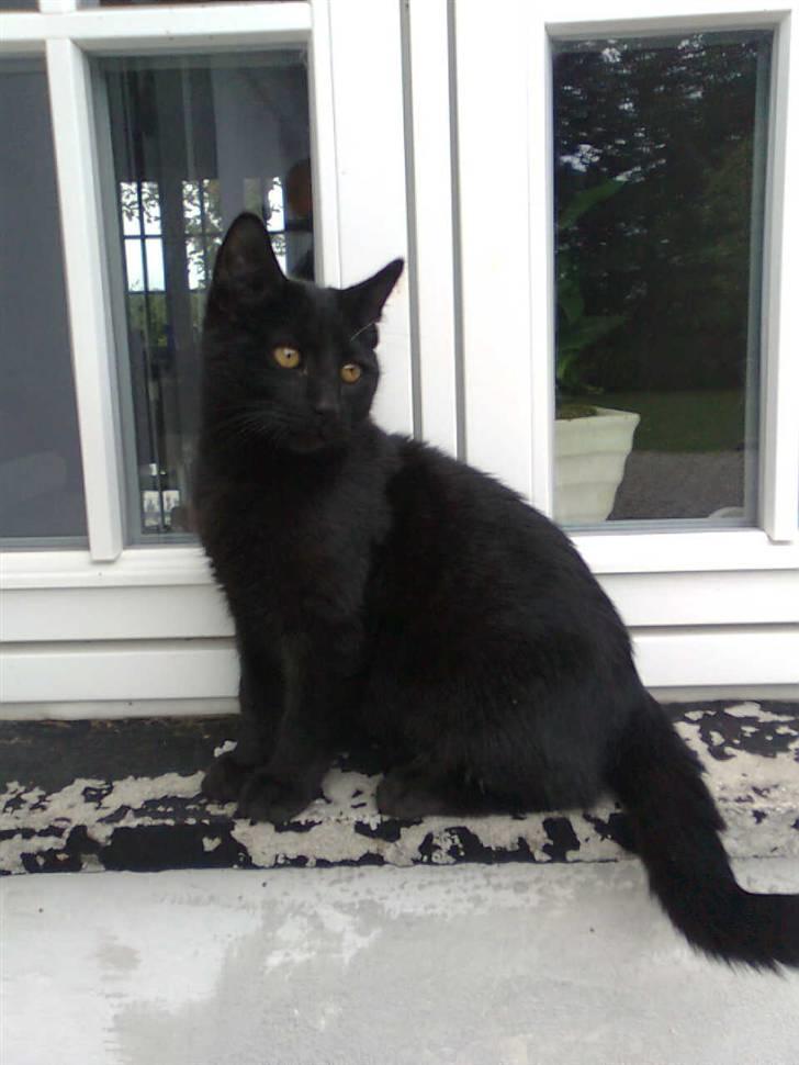 Blanding af racer Sofus - Nej sofus du må ikke komme ind... billede 1