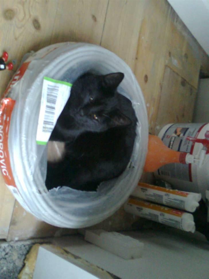 Blanding af racer Sofus - Hehe tror alså at far skal bruge den der :) billede 2