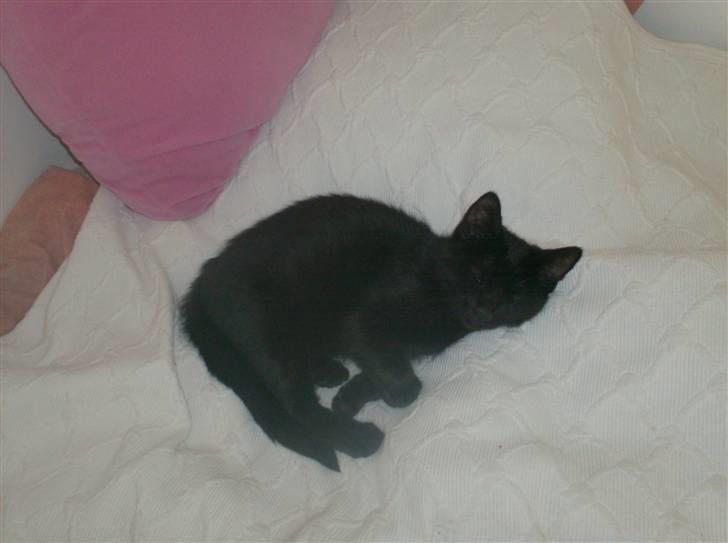 Blanding af racer Sofus - Sover som selvanligt billede 3