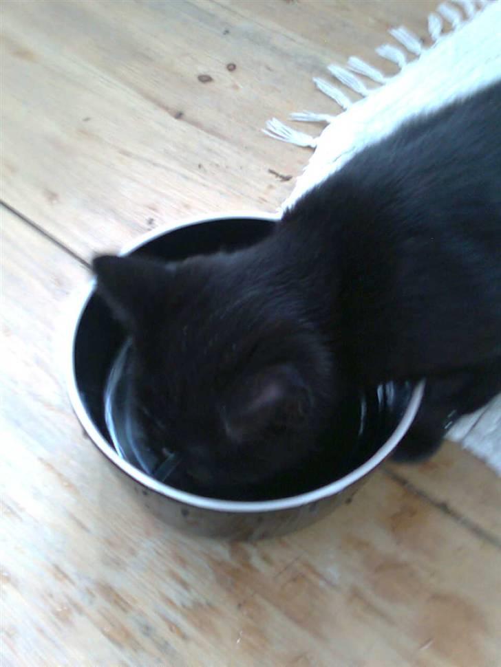 Blanding af racer Sofus - Det hårdt at være kat....  billede 6