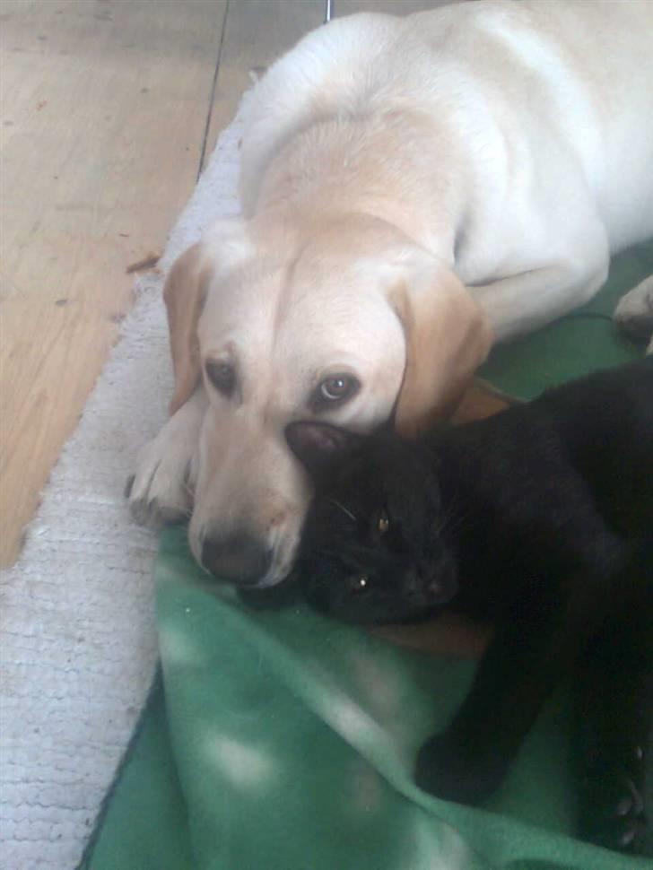 Blanding af racer Sofus - Det må man da kalde gode venner :] billede 7