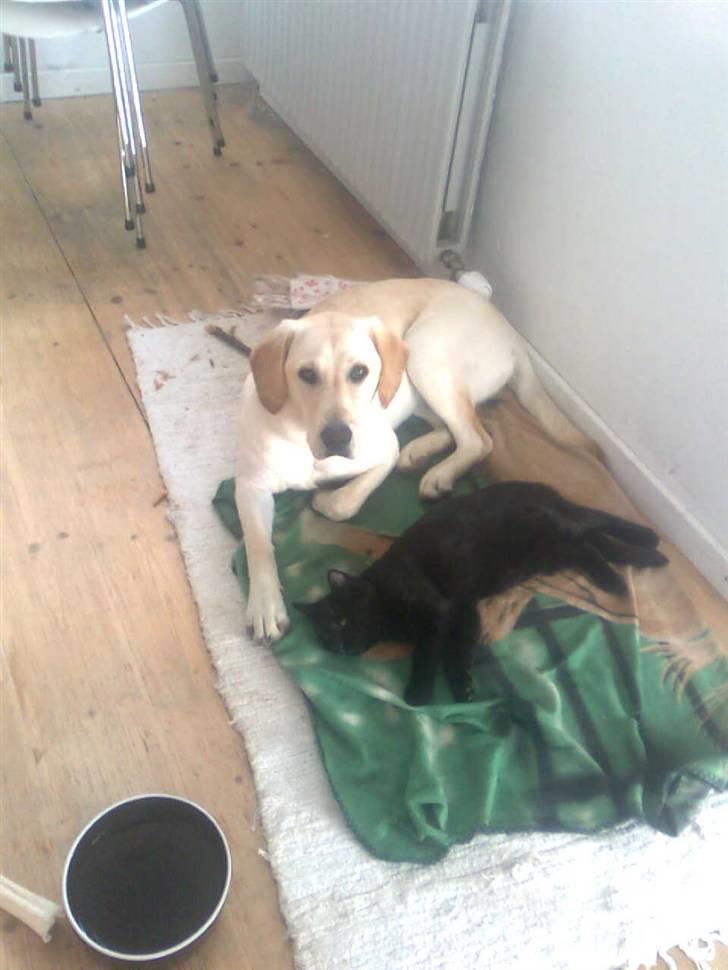 Blanding af racer Sofus - Karla passer på mig... billede 8