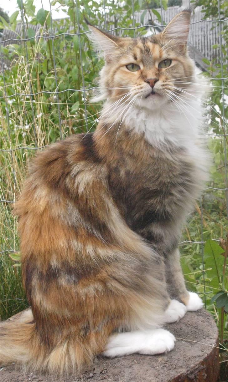 Maine Coon Villa Park´s Lastrada billede 8