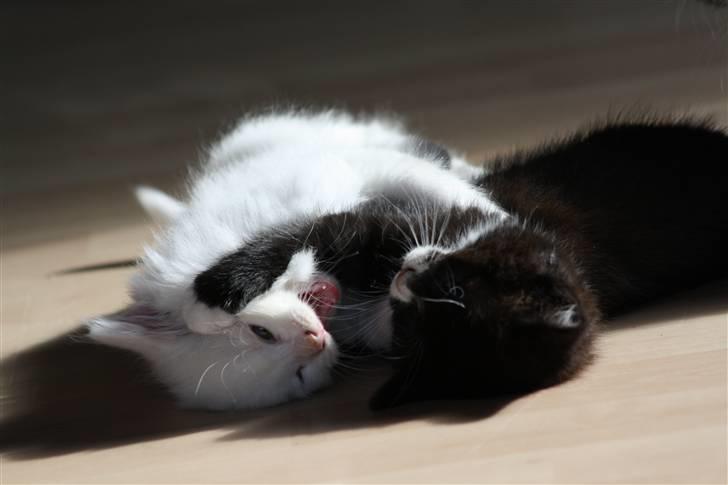 Blanding af racer Ice billede 10