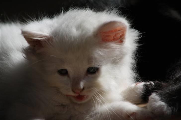 Blanding af racer Ice billede 11