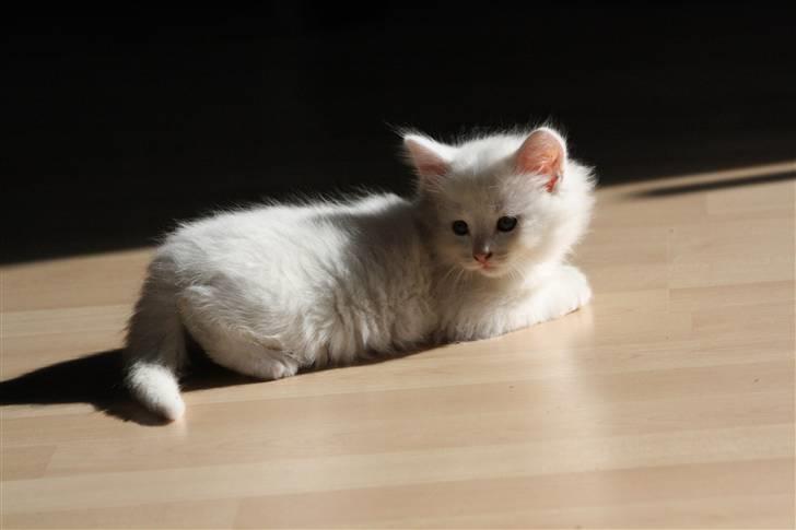 Blanding af racer Ice billede 12