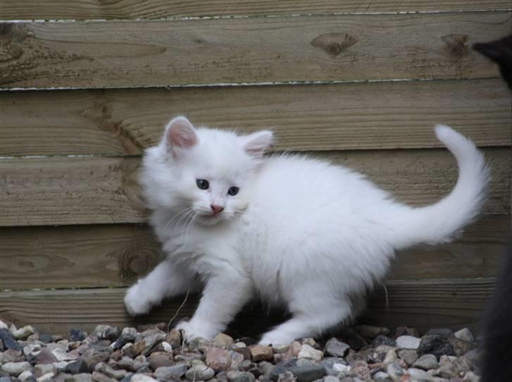 Blanding af racer Ice billede 14