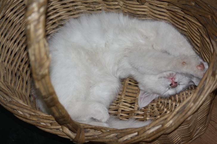 Blanding af racer Ice billede 15