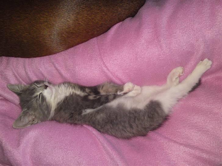 Blanding af racer snuggi - ja kan man have det bedre.. gs billede 1