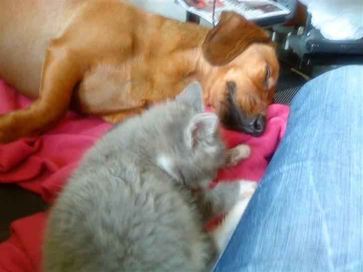 Blanding af racer snuggi - jeg elsker bare min sovekammerat :-) billede 2