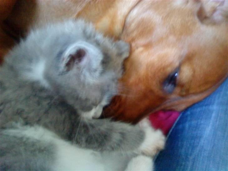 Blanding af racer snuggi - ihh hvor er liver bare skænt :-) billede 3