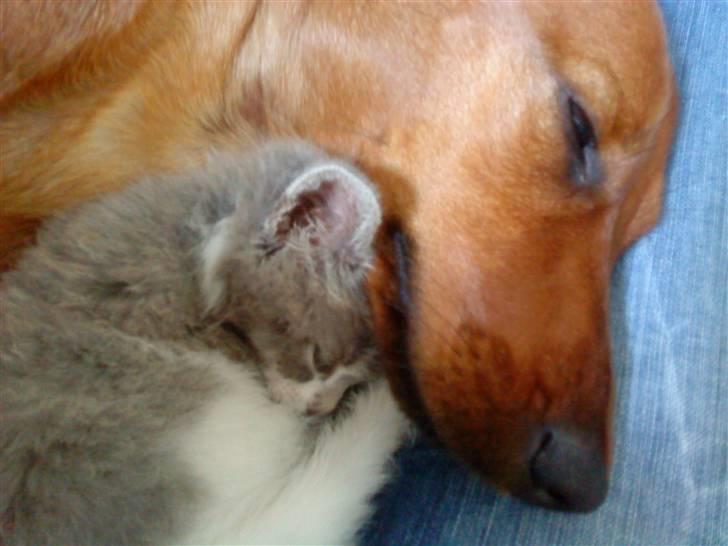 Blanding af racer snuggi - shyyy du snorker hund.. gg billede 4