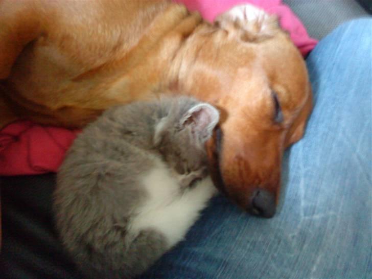 Blanding af racer snuggi - du er sååå skøn og varm :-) billede 5