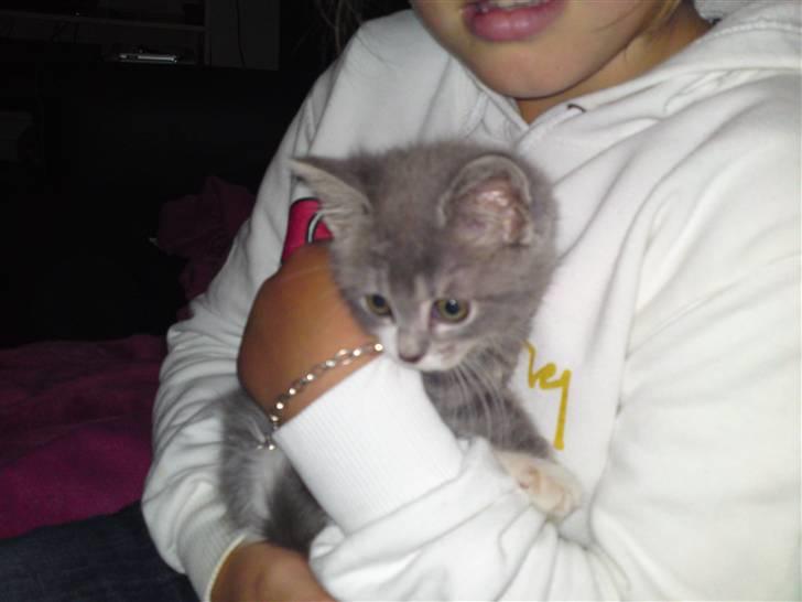 Blanding af racer snuggi - hvaaaa skal jeg nu finde på... billede 6