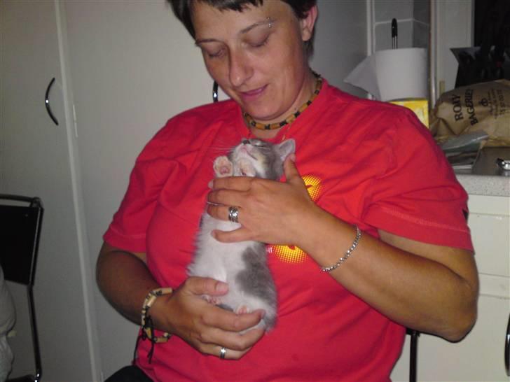 Blanding af racer snuggi - ihh bliv ved elllsker at blive kælet billede 7