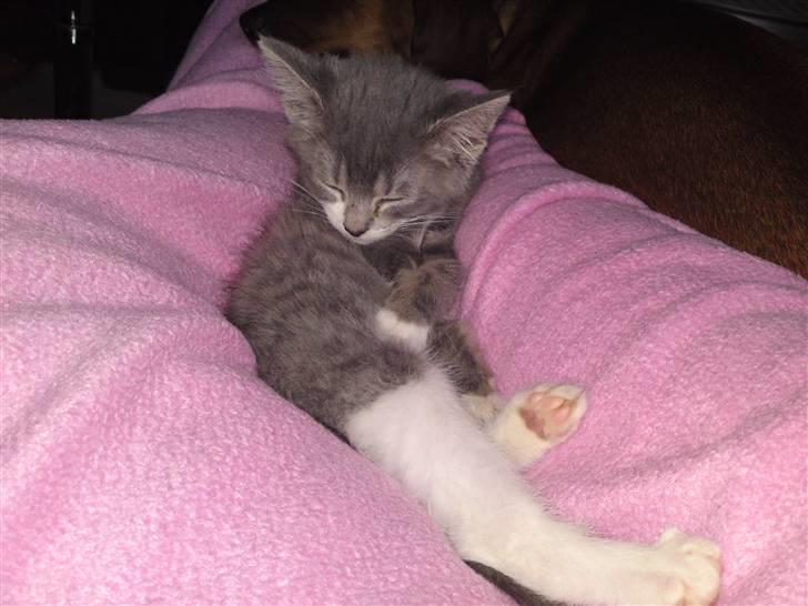 Blanding af racer snuggi - man ka sove på alle måder billede 8