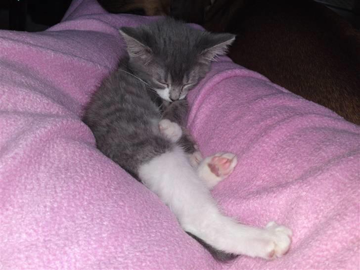 Blanding af racer snuggi - os sådan her..gg billede 9