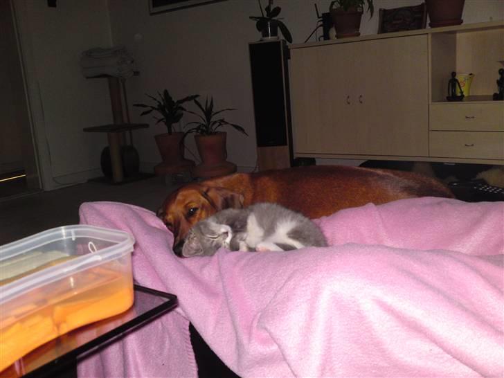 Blanding af racer snuggi - min dejlige legekammerat boddy :-) billede 10