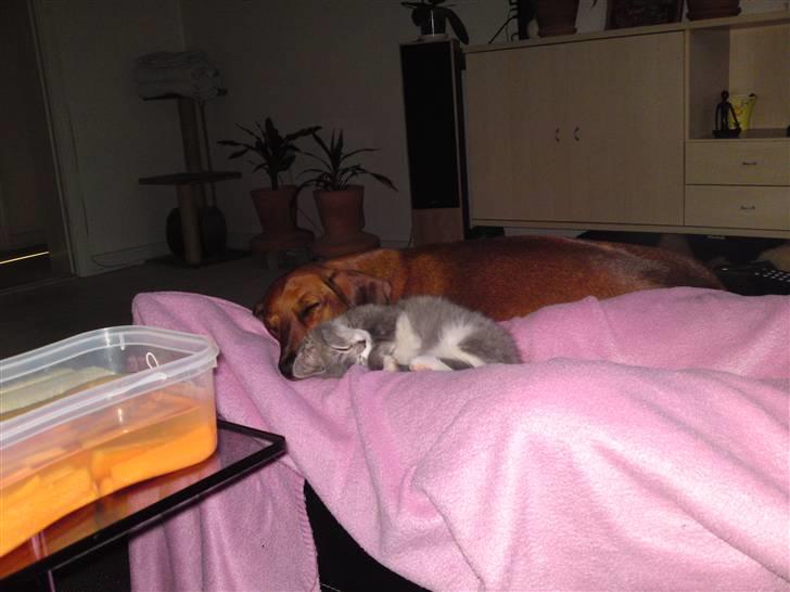 Blanding af racer snuggi - skønt skønt skønt billede 11