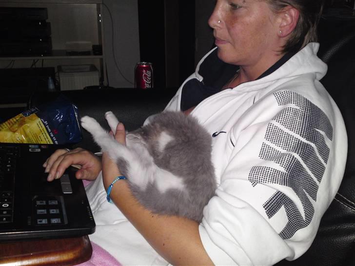 Blanding af racer snuggi - min elskede moar billede 12