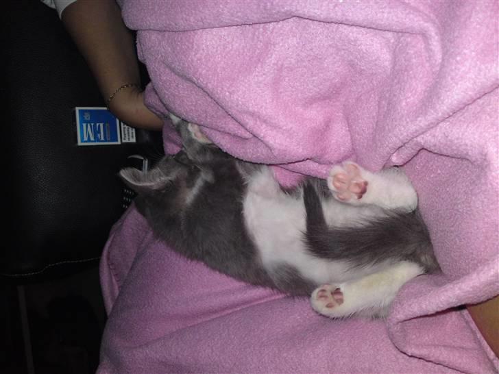 Blanding af racer snuggi - hmm sover ik hele tiden men næsten..gg billede 13