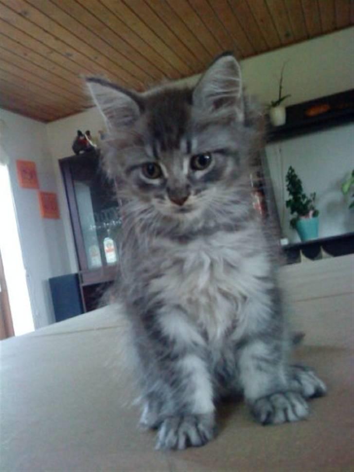 Maine Coon Sleipner/Koda billede 1