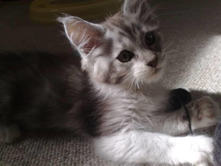 Maine Coon Nala billede 1