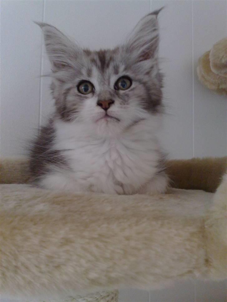 Maine Coon Nala billede 2