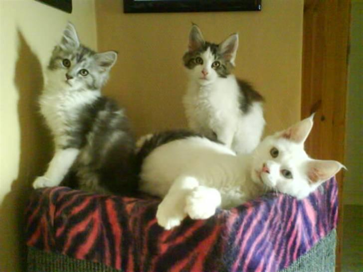 Maine Coon Nala - Mig og mine brødrer, hjemme fra opdrætter billede 3