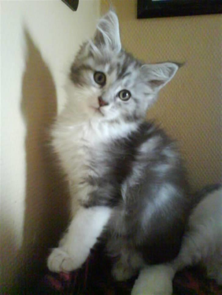 Maine Coon Nala - Hjemme hos opdrætter kort før jeg flytter hjemmefra billede 4