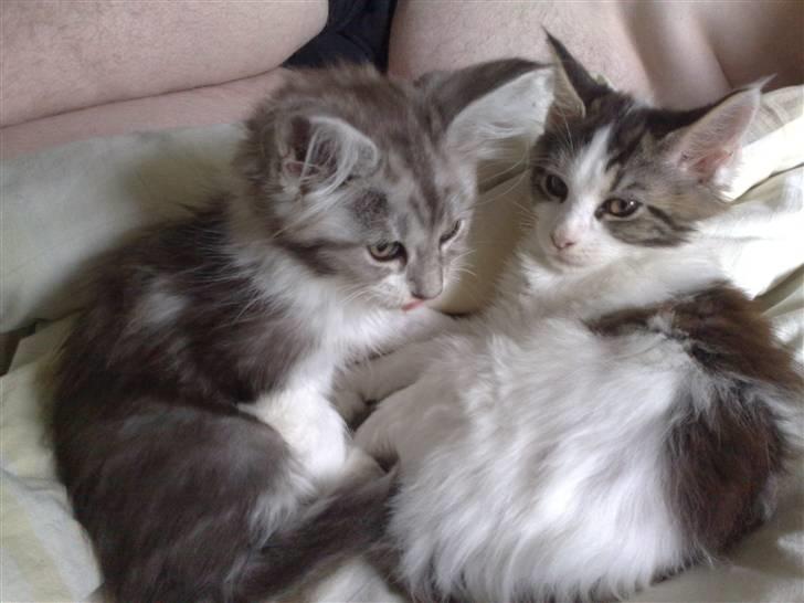 Maine Coon Nala - Putter med brormand Timon billede 5