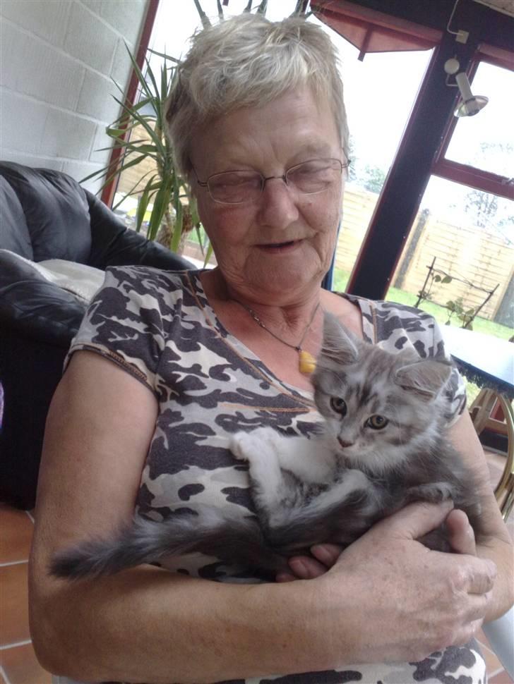Maine Coon Nala - Hygger med min menneske mormor :o) billede 6