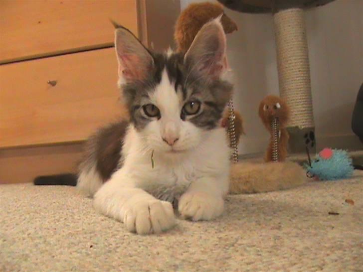 Maine Coon Timon - Hej jeg hedder Timon billede 2