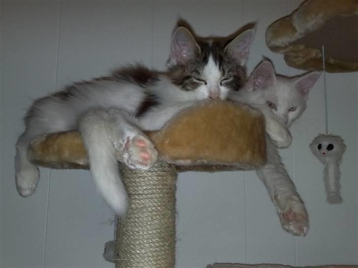 Maine Coon Timon - Min bror Pumba fylder da det hele billede 4
