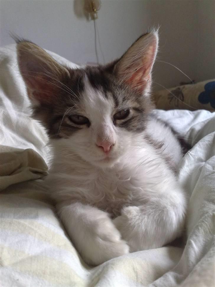 Maine Coon Timon billede 5