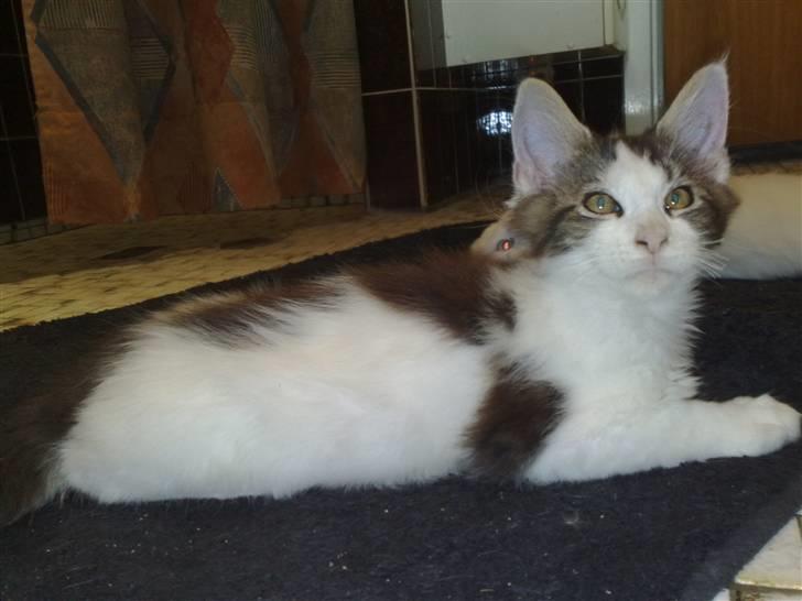 Maine Coon Timon billede 7