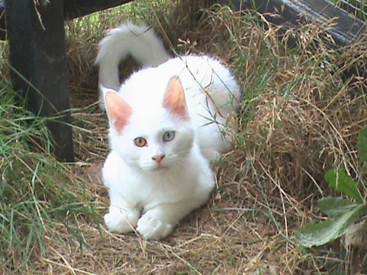 Maine Coon Pumba billede 1