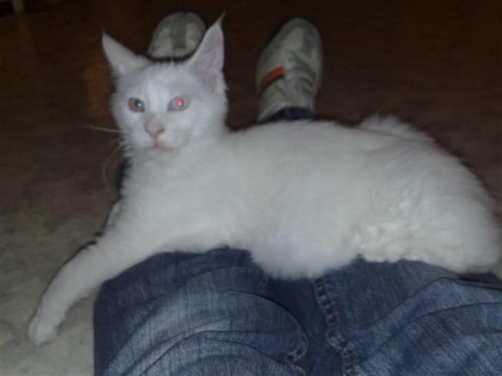 Maine Coon Pumba - Hm mor, dine ben er ikke brede nok til mig billede 2