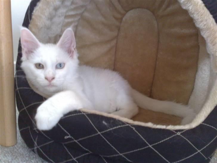 Maine Coon Pumba - Hejsa billede 3