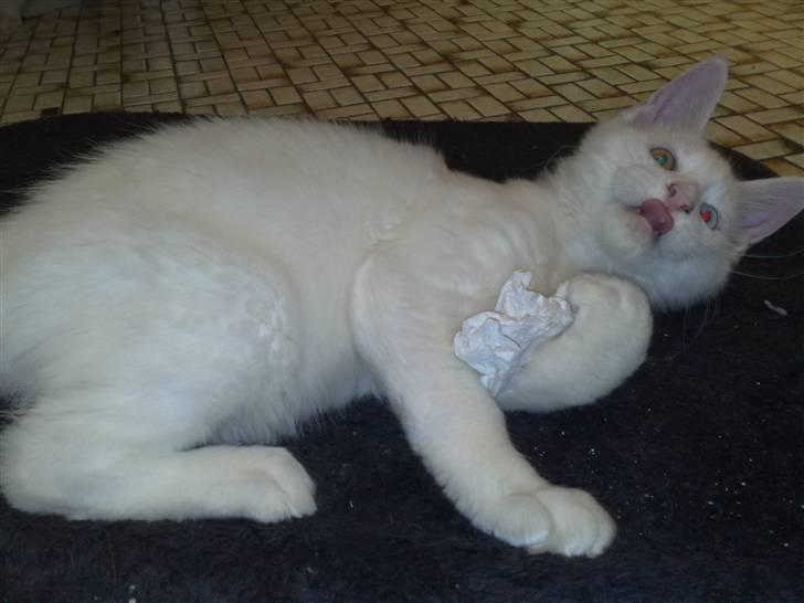 Maine Coon Pumba billede 4