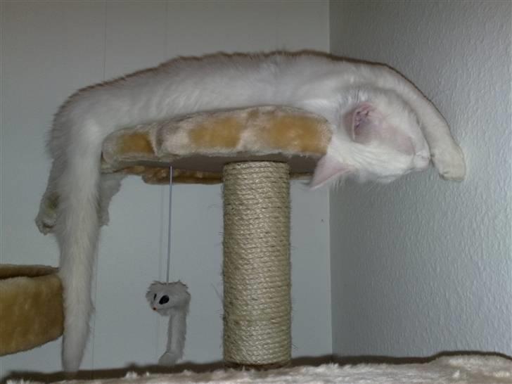 Maine Coon Pumba billede 5