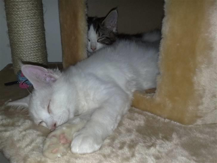 Maine Coon Pumba billede 6