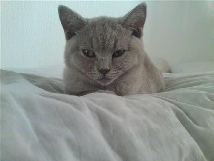 British Shorthair Wilfrida billede 4