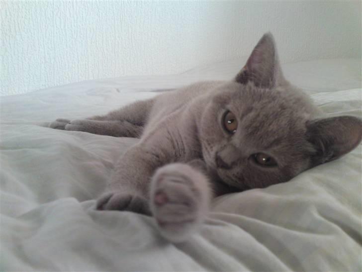 British Shorthair Wilfrida billede 3