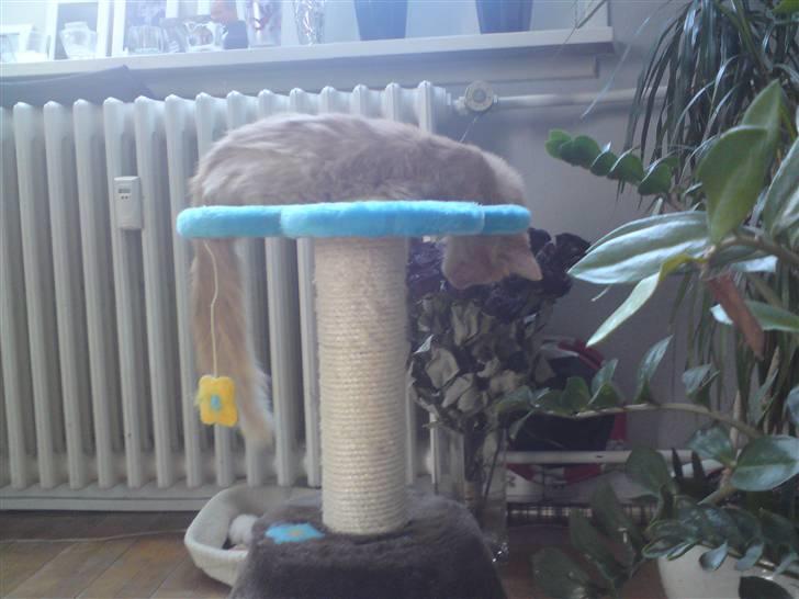 Blanding af racer Dior - sover bare........smiler billede 15