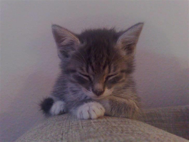 Huskat Mimsen billede 1