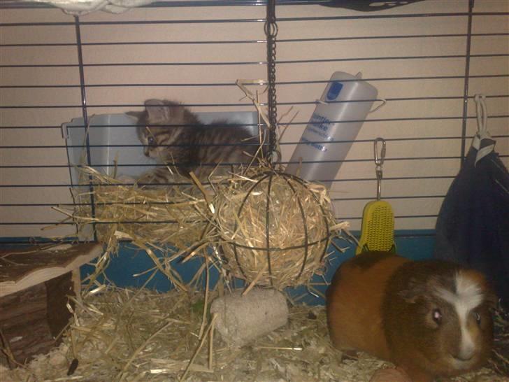 Huskat Mimsen billede 2