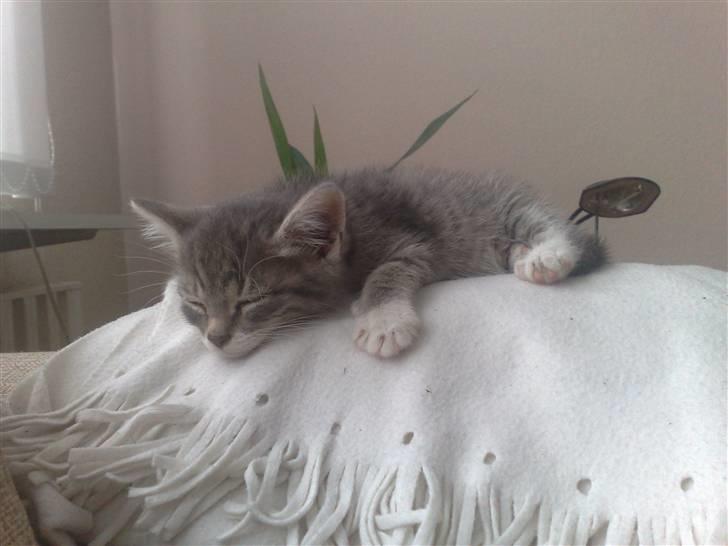 Huskat Mimsen billede 3