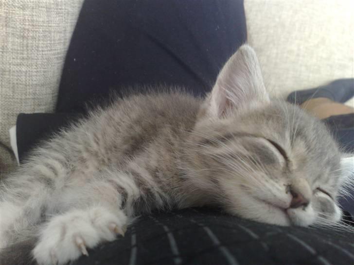 Huskat Mimsen billede 4